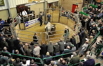 Hexham Mart Sale Ring