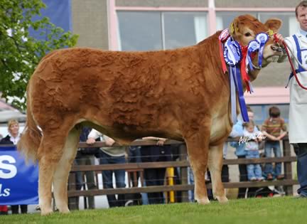 Millbrook Gingerspice