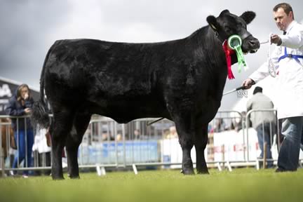 Reserve breed champion and reserve junior interbreed champion Drummeer Blackbird M803 from Alan and Naomi Morrison, Maguiresbridge