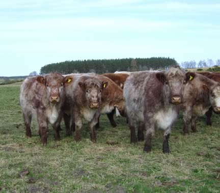 Highland Cross Heifers