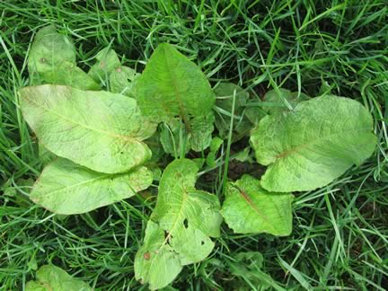 Spray docks to increase grass yields