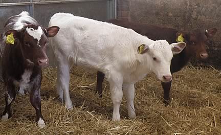 Traditional Dairy Shorthorn calves