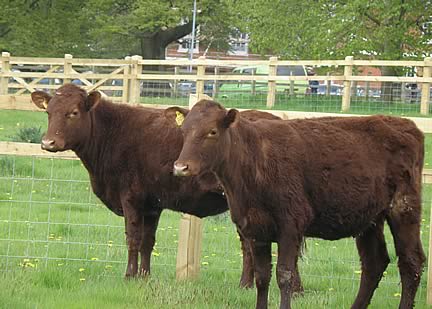 Traditional Dairy Shorthorn Yearlings