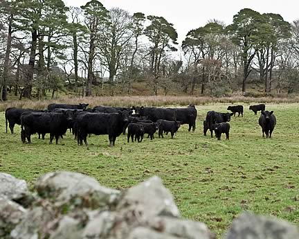 Galloway Cattle
