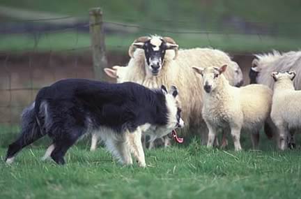 sheepdog