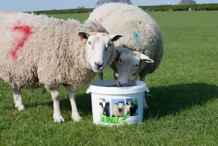 The new 4 in 1 supplement from Rumenco will help ruminant livestock producers mitigate stressful grazing situations