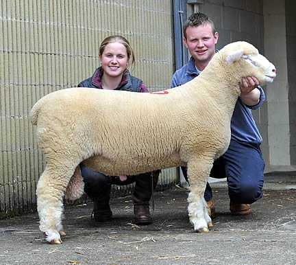 top priced ram sold fir 4800gns by Richard Curry of Northern Ireland to Emma and Ross Sizmur of Okehampton Devon.