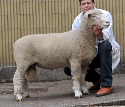 Blackhill Trident - 4500gns