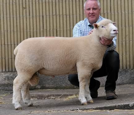 Riverview Torque - 3000gns.