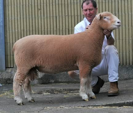 Huish Top Flight - 2,300gns