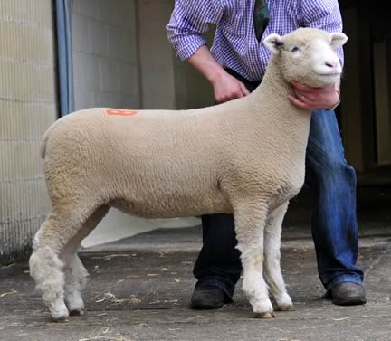 The top priced female at 950gns from William and Karen Carson