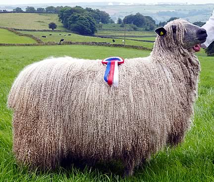 Great Yorkshire Show 2012 Wensleydale Triple Champion