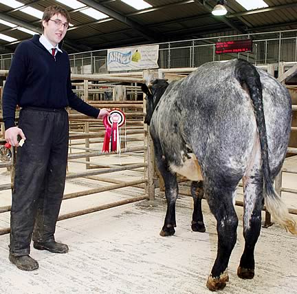 Skipton May cull cow champion