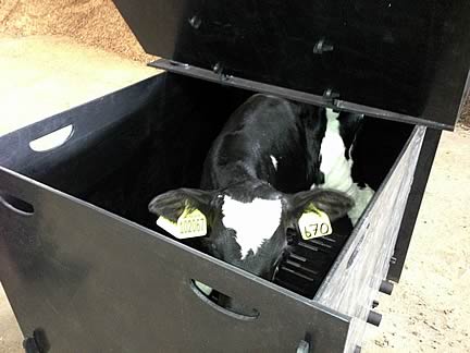 The Solway Calf Reviver Box