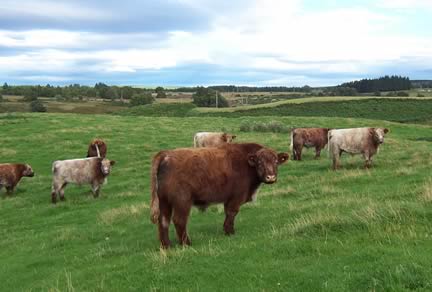 Whitebred Shorthoren X Highland Steers