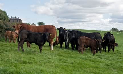 Suckler Herd