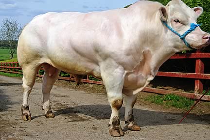 British Blue bull