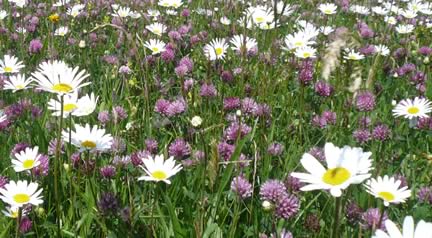 Woldflower Meadow