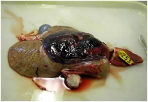Damage due to acute liver fluke in a lamb’s liver. This early infection would not be detected by dung egg counts