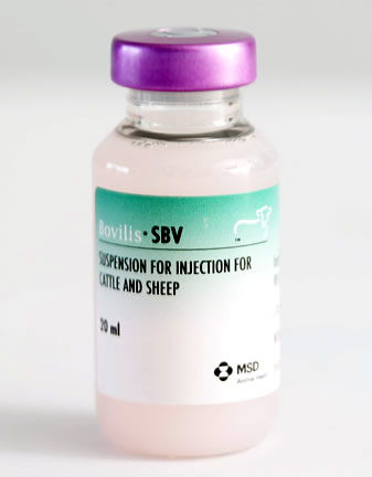 hmallenberg vaccine in