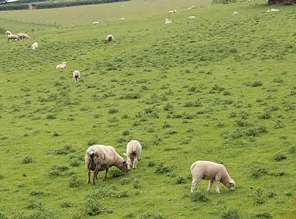 Thistles reduce the amount of grass left for animals to eat