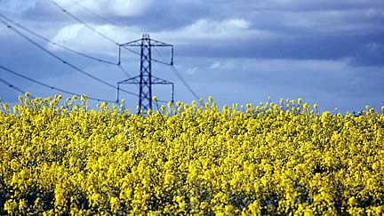 Oilseed Rape