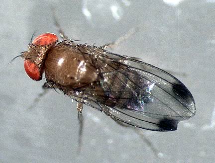 Drosophila suzukii, an Asian fruit fly which was first spotted in the UK last year