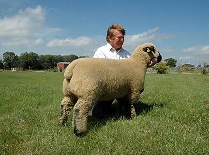 Sale leader, a Ballycreelly bred ewe lamb at 1,050gns