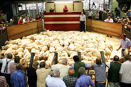 Michael Dugdale is pictured right in the Skipton sales ring with his 137 store lambs, the largest single lot of the day.