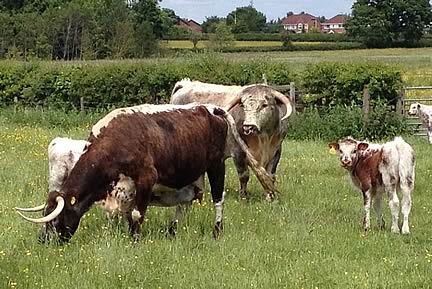 Longhorn Cattle