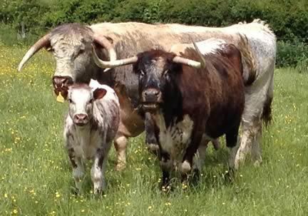 Longhorn Cattle