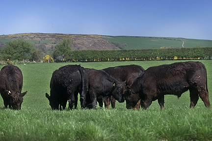 Aberdeen Angus sired stock in NI can fetch mainland based prices plus a 40p a kilo bonus from Tesco as consumer demand grows for quality beef from native breeds produced by British farmers.
