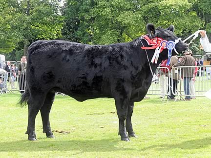 Auchincrieve Etna M526