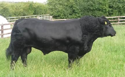 Hallington Picasso M348