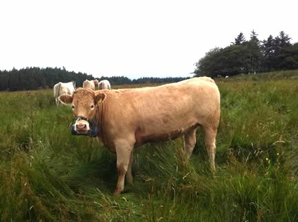 Measuring methane emissions from beef cattle grazing upland pasture