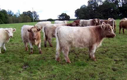 Whitebred Shorthorn cross Highland Heifers