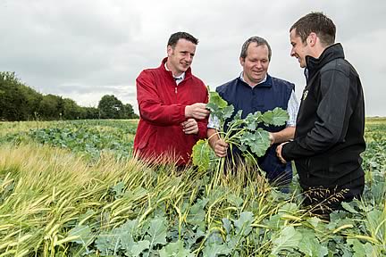 Pictured checking a crop of spring barley undersown with Redstart, are Dermot Campion, Germinal Seeds, host farmer John Loughman, Donohill, Co Tipperary & Diarmuid Murphy, Germinal Seeds.  The crop was planted in late March was harvested recently as wholecrop, baled and will be fed to  milking cows.