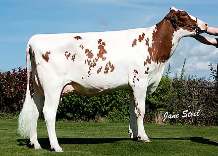 Bruncliffe Skipper Sarah, a daughter of Ards Skipper Red