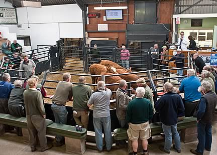 cattle auction