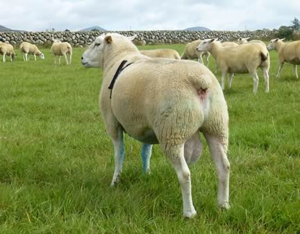 A Belclare stock ram on the Kilkeel farm of Reggie Annett, who has almost a 100 examples of the 'bonus breed'