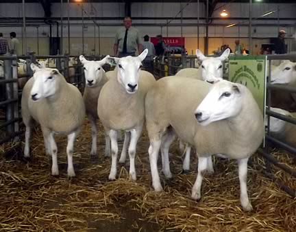 AW Hughes Top priced shearling ewes £200 per head
