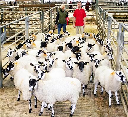 Co-judge Stephanie Dorey and co-sponsor Gavin Haworth, of co-sponsors JACS, with the Masons’ first prize pen of Mule wethers.