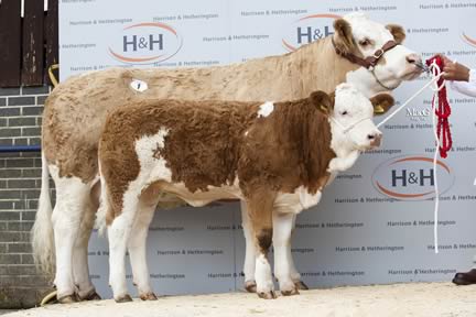 1 Chadston Tollie's Delight 13000gns