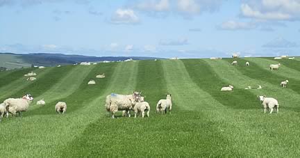 The field Neil Fettes sowed with  BAR FORAGE HIGHLANDER