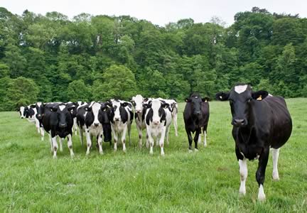 Bulling heifers