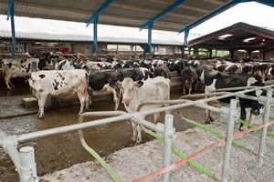 Herd Health Planning Reaps Benefits