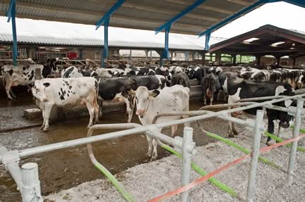 Cattle Housing