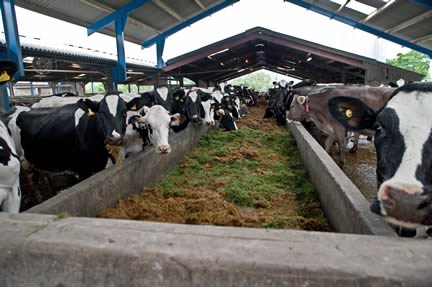 extended feed trough