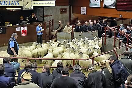Longtown Mart Sheep Sale