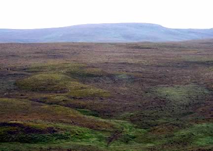 a mono-culture created by land abandonment in North West Scotland